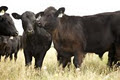 Keringle Organic Grass Fed Angus Beef Lancefield image 1