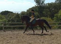 LFR Dressage image 2