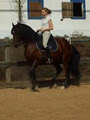 LFR Dressage image 5