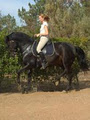 LFR Dressage image 6