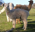 Lillyfield Alpacas logo