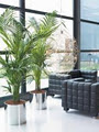 Luwasa Indoor Plant Hire logo