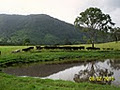 Mary Valley Wagyu Stud logo