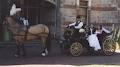 Meander Horse-Drawn Coaches & Vintage Cars image 3