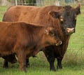 Meringo Creek Red Angus image 2