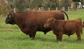 Meringo Creek Red Angus image 3