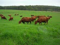 Meringo Creek Red Angus logo