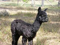 Morningside Alpacas image 3