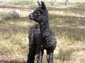 Morningside Alpacas image 4