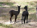 Morningside Alpacas logo