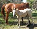 NSJ Welsh Ponies and Training Centre image 3