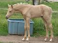 NSJ Welsh Ponies and Training Centre image 4