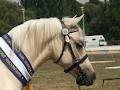 NSJ Welsh Ponies and Training Centre image 6