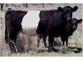 Oberon Park Belted Galloway Stud image 4