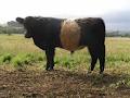 Oberon Park Belted Galloway Stud image 5