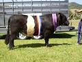 Oberon Park Belted Galloway Stud logo