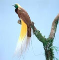 PNG HOLIDAYS image 2