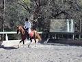 Palomino Riding School image 5