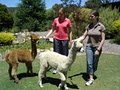 Paradise Alpacas image 4