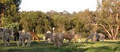 Paradise Alpacas image 6