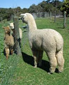 Paradise Alpacas image 1