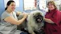 Pet Design Dog Grooming image 3