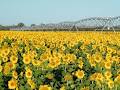 Pivot Irrigation & Pumping image 4