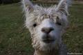 Prados Alpacas image 2