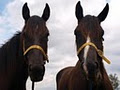 Richmond Tafe Equine Unit image 4