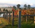 Roses Vineyard at Innes View image 2