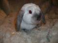 Scrummy Bunnies Rabbitry image 2