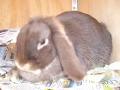 Scrummy Bunnies Rabbitry image 3