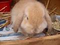 Scrummy Bunnies Rabbitry image 1