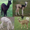 Shiann Alpacas image 2