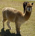 Shiann Alpacas image 3