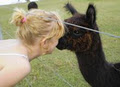 Shiann Alpacas logo