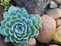 Suckers4Succulents image 2