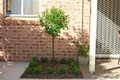 Sydney Landscaping Specialists - Designer Green image 3