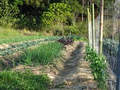 Sylva Lining Organics image 1