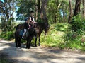 TRANQUIL PARK STABLES AND HORSE RIDING MELBOURNE image 3