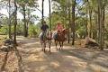 Tamborine Mountain Trail Rides image 6