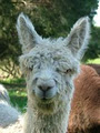 Tara Hill Alpaca Stud image 3