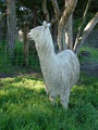 Tara Hill Alpaca Stud image 4