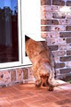 The Portable Pet Door image 2