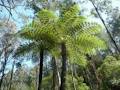 Toorongo River Sanctuary image 5