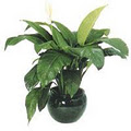 Trans-Plant Indoor Garden Hire image 2