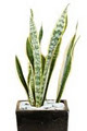 Tropical Plant Rentals image 5