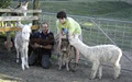 Weemala Alpaca Gardens image 3