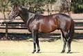 West Australian Bloodhorse Breeders Assoc logo