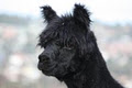 Wharncliffe Alpaca Stud logo